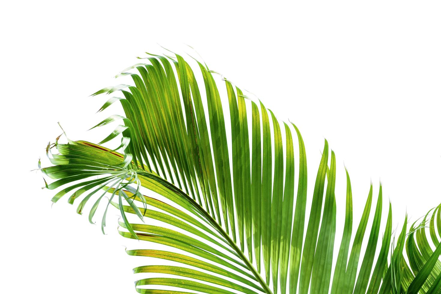 Green leaves of palm tree isolated on white background photo