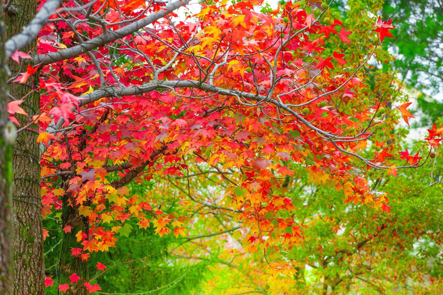 Red maple leaves in autumn season with blurred background, taken from  Kitakyushu, Fukuoka Prefecture, Japan. photo