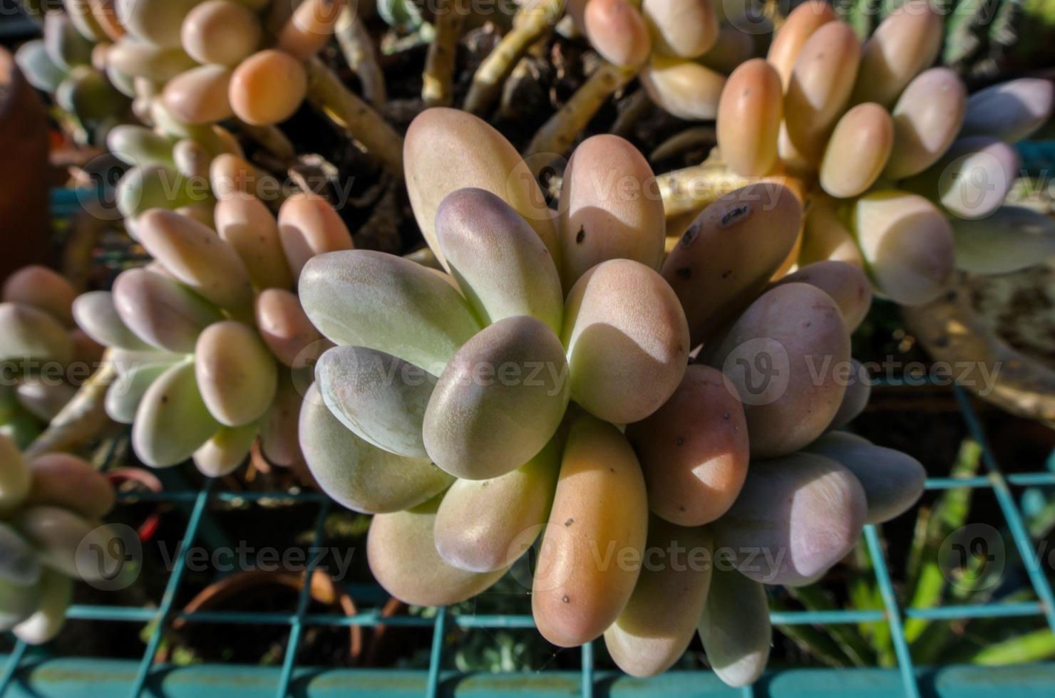 Close Up of a Green Cactus photo