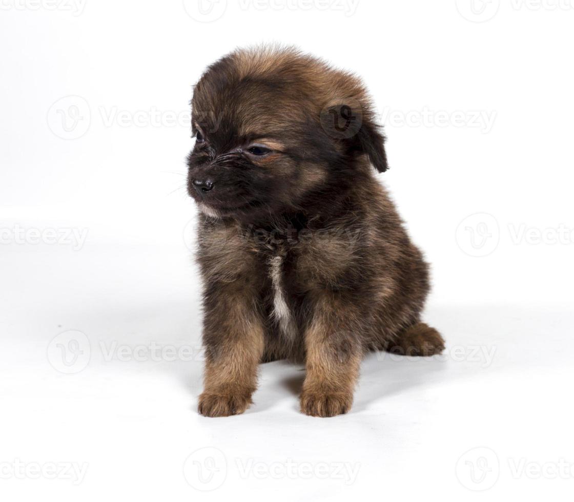 chihuahua puppy in front of a white background photo