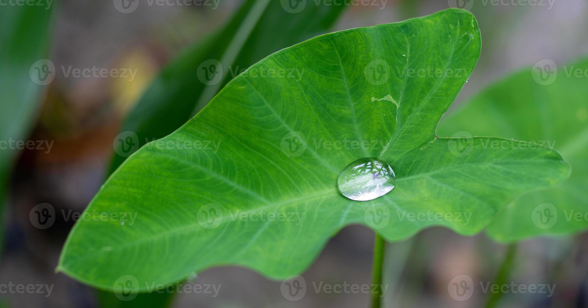 Bonito detalle de gotas de agua en la hoja - macro detalle foto