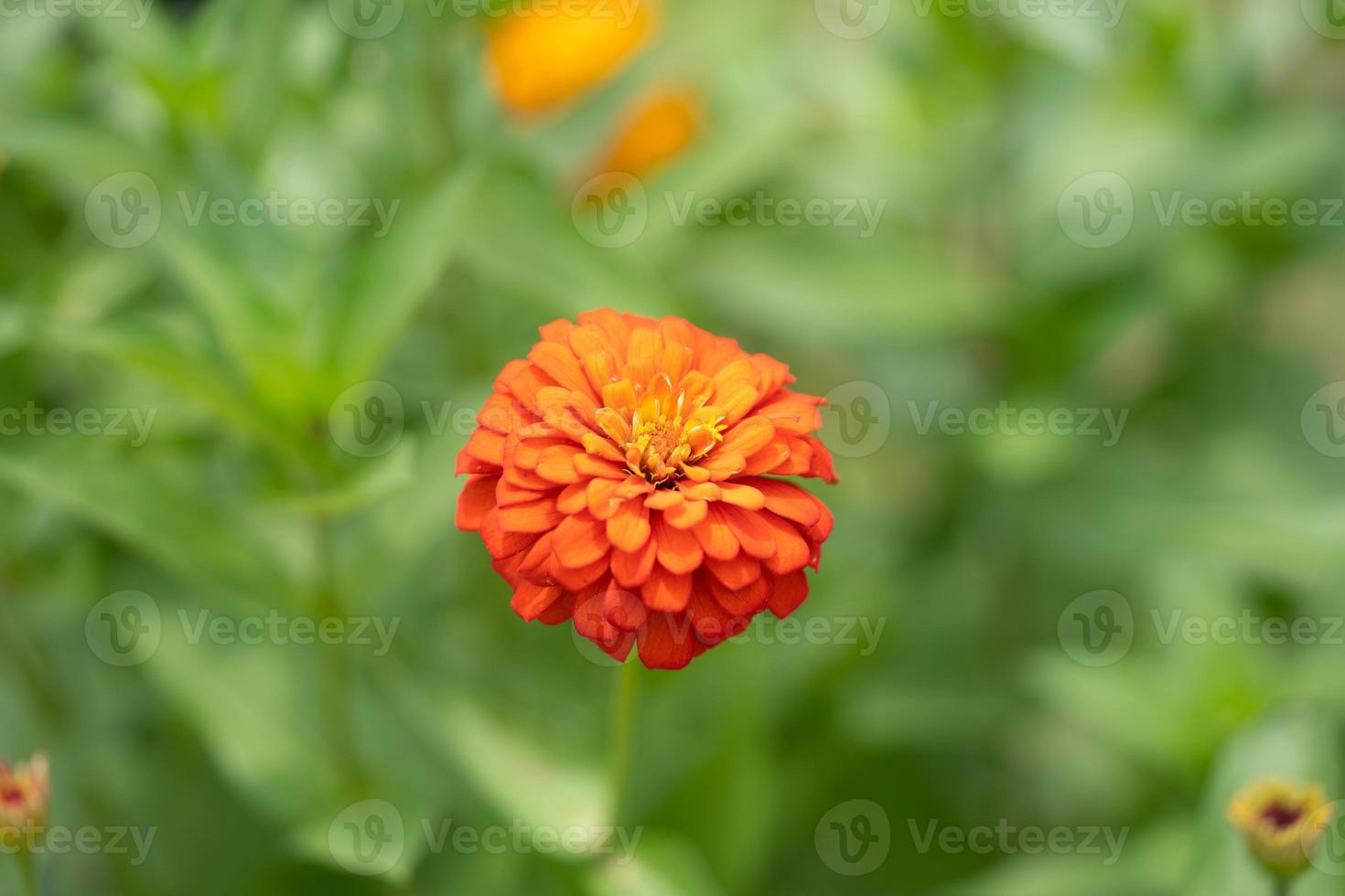 Zinnia. Orange zinnia flower on a green background in the garden close up. Summer and spring backgrounds photo