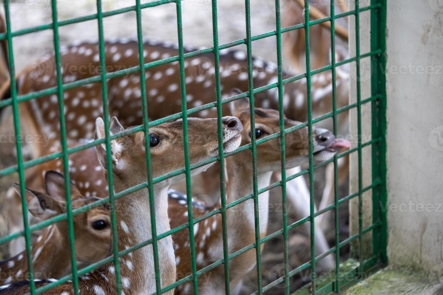 Deer from inside the cage looking at the camera photo