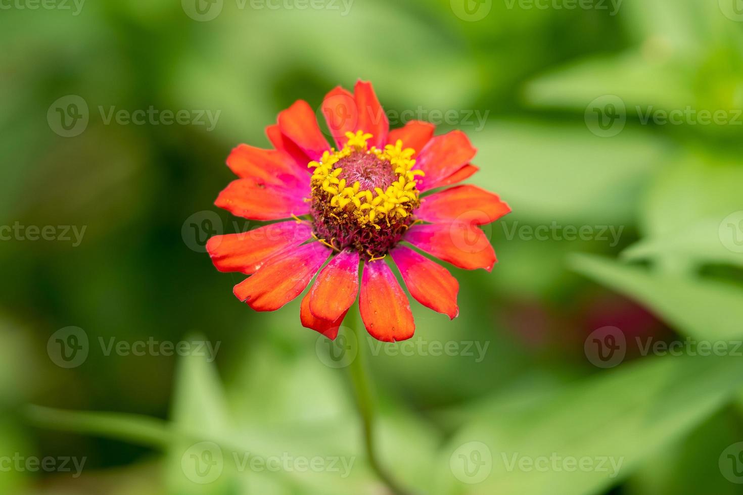Flowers in Spring. High-quality photo