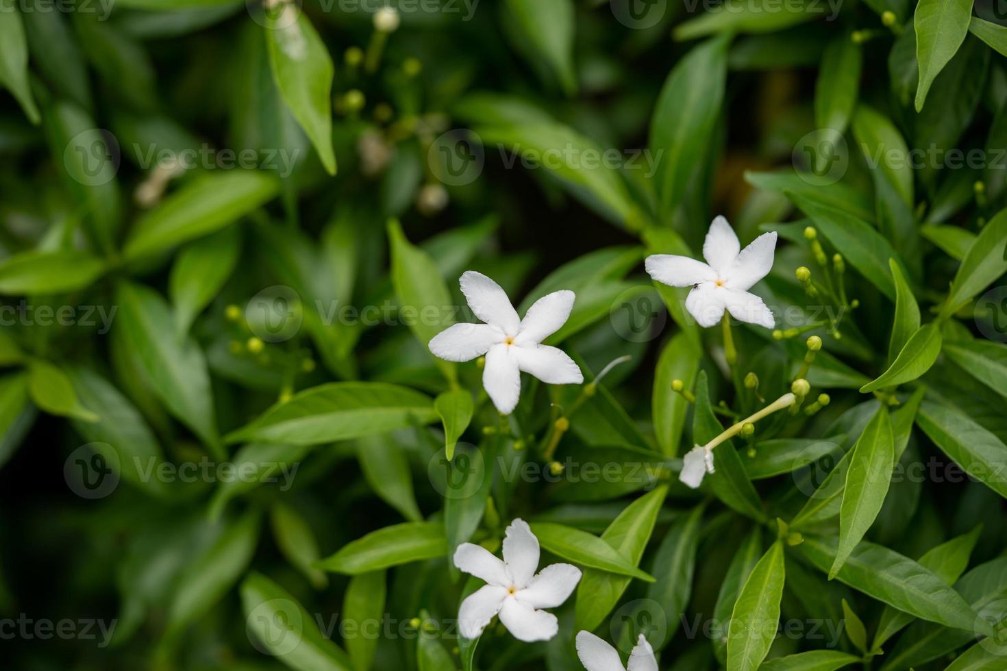 Flowers in Spring. High-quality photo