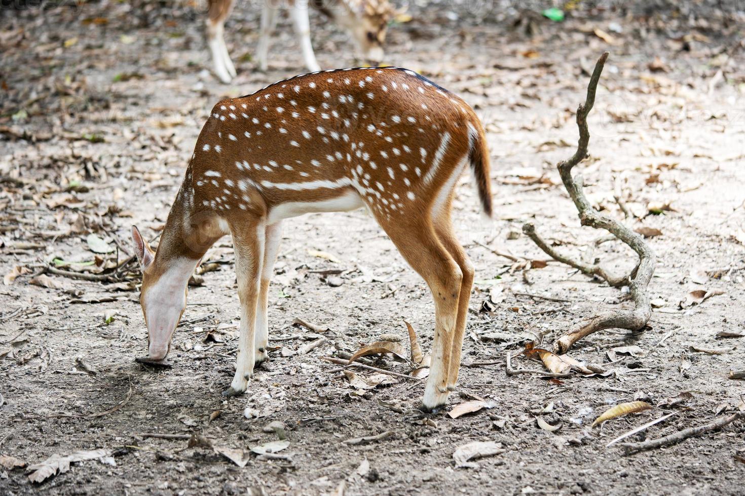 Deer Roaming Around in a Nature Reserve Park photo