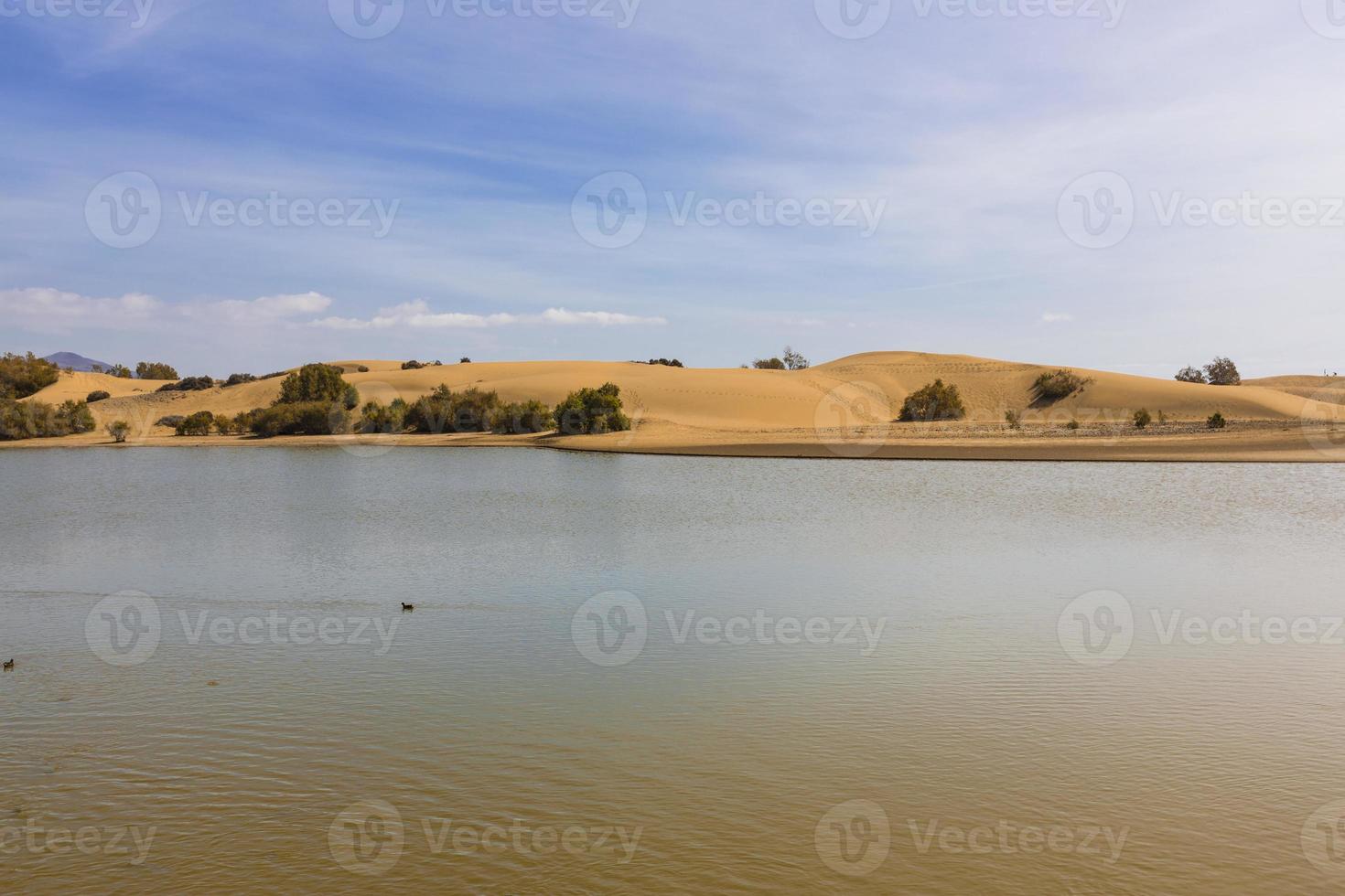 Oasis in Maspalomas Dunas photo