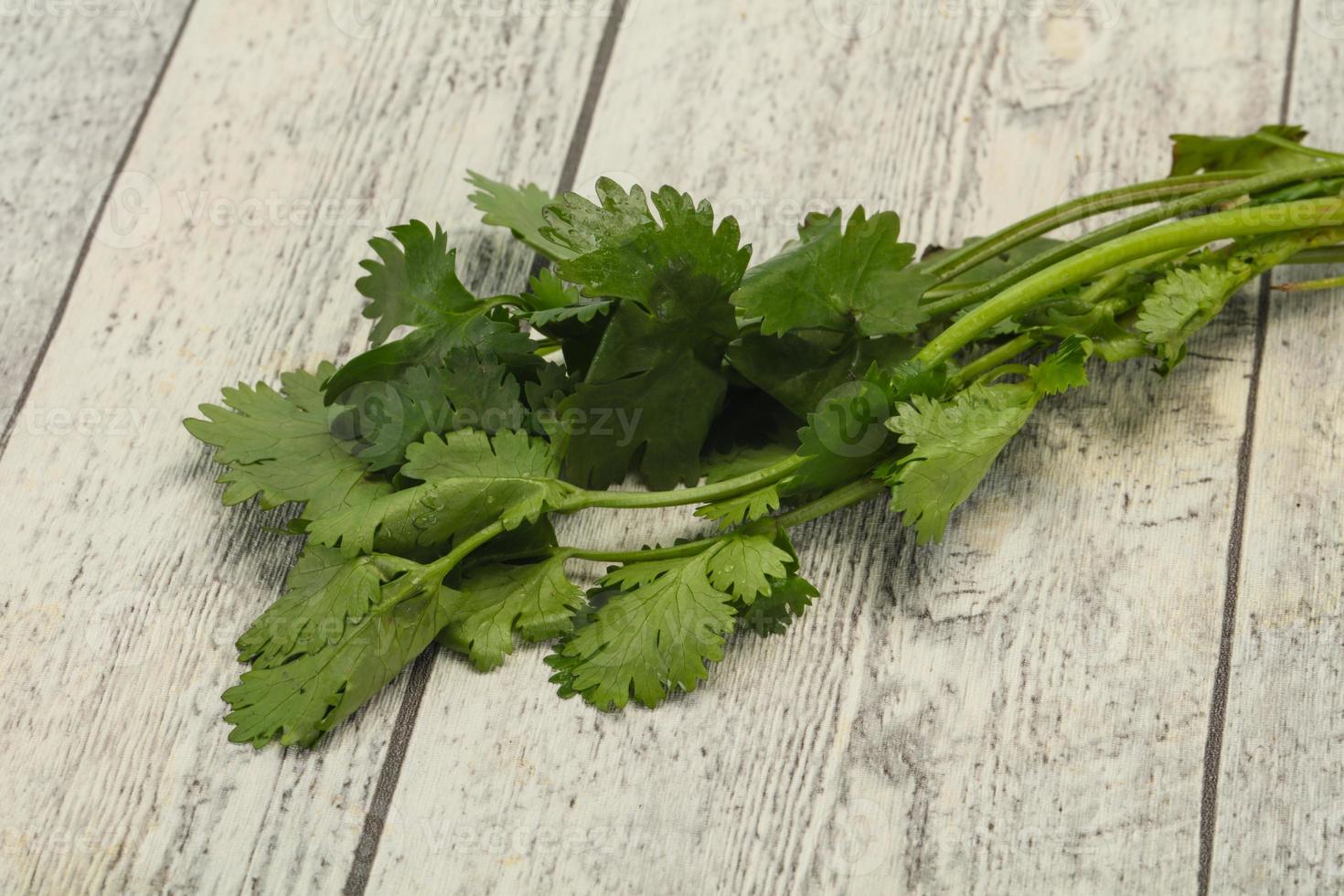 Fresh ripe  Green cilantro leaves photo