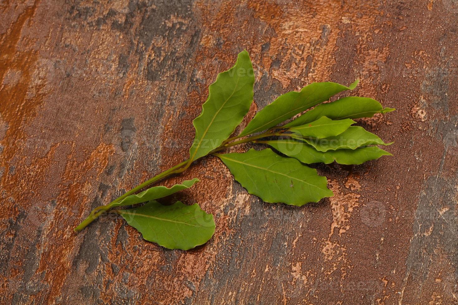Green laurel leaves on the branch photo