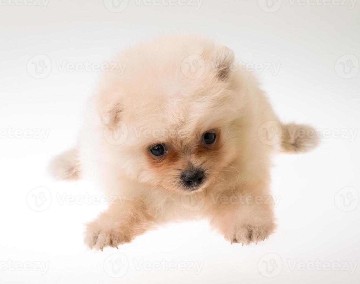 Pomeranian spitz puppy photo