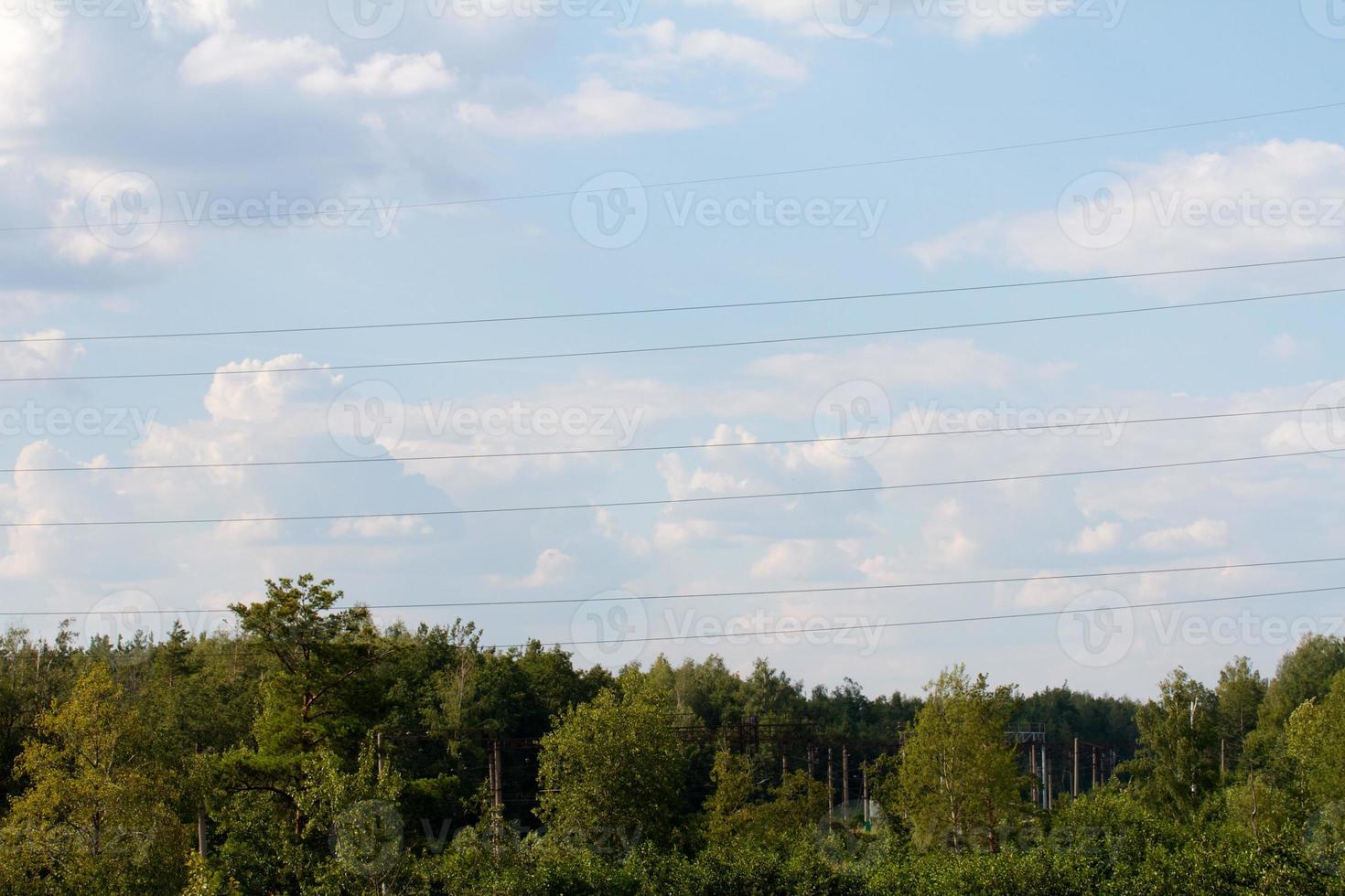 forest at summer, Russia photo