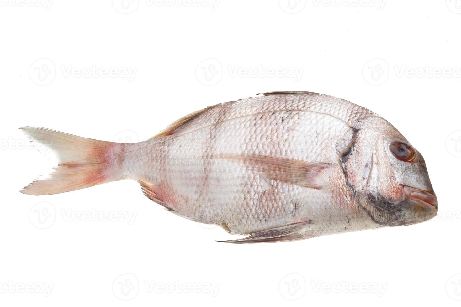 Raw porgy on white photo