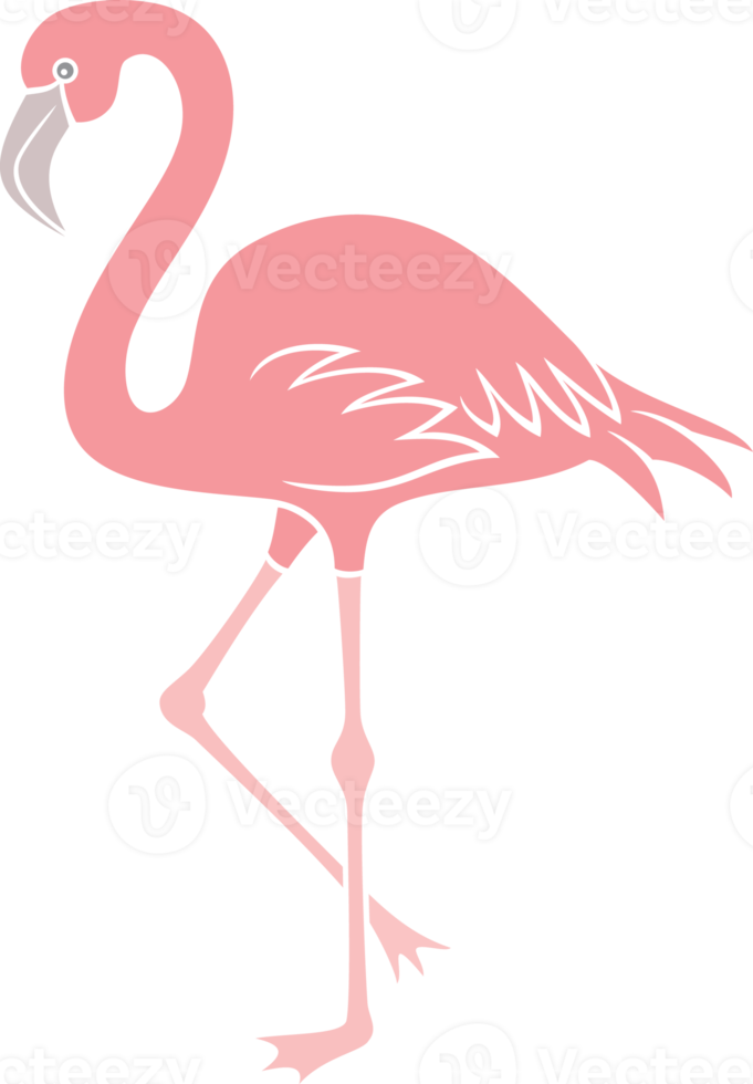 flamant rose oiseau illustration png