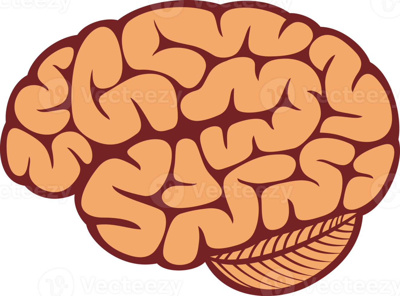 el cerebro humano png ilustración