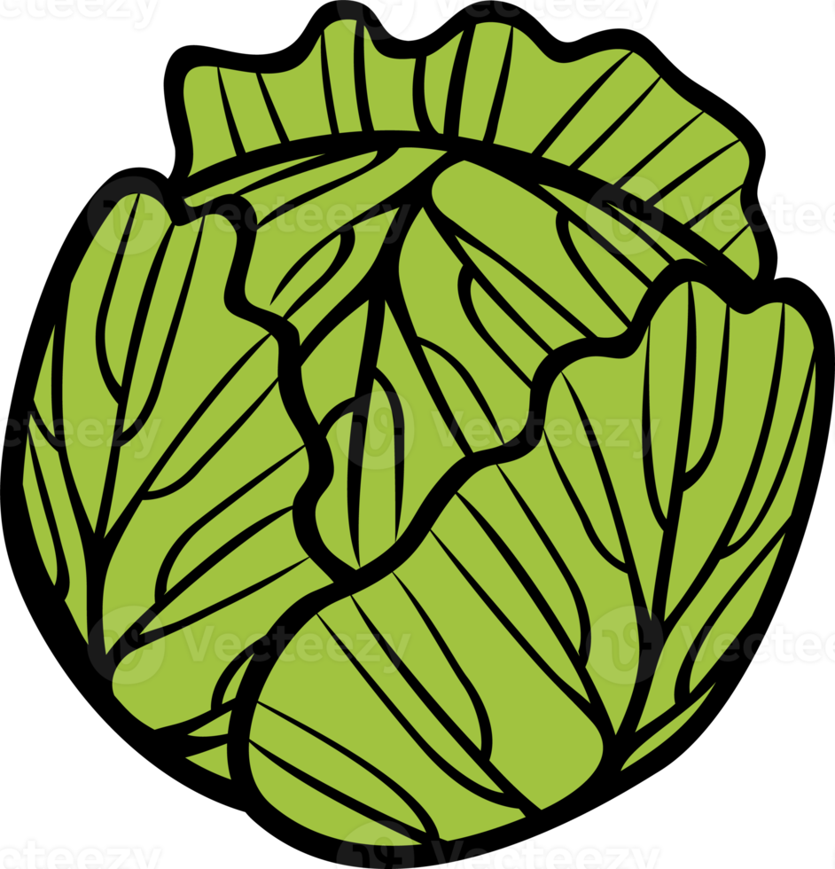 illustration png de légume chou vert