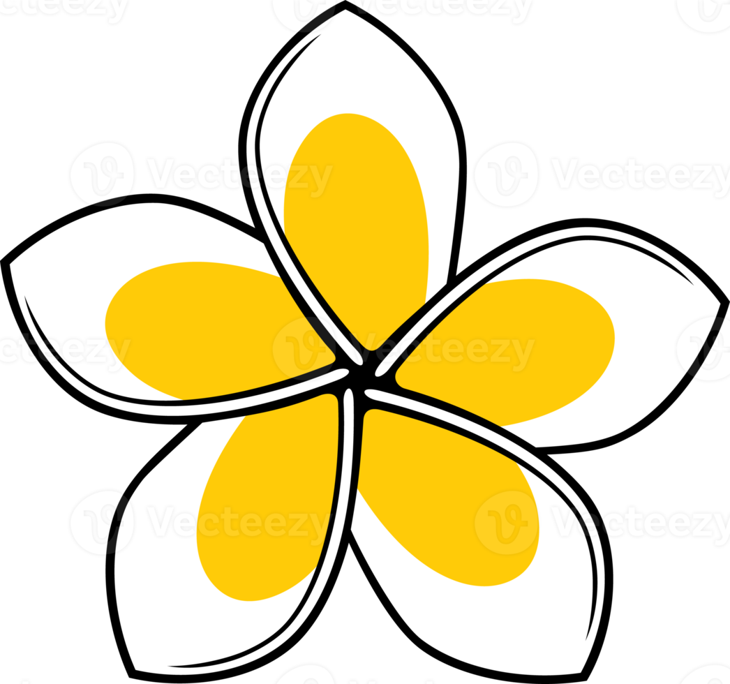 illustrazione png colore fiore frangipani