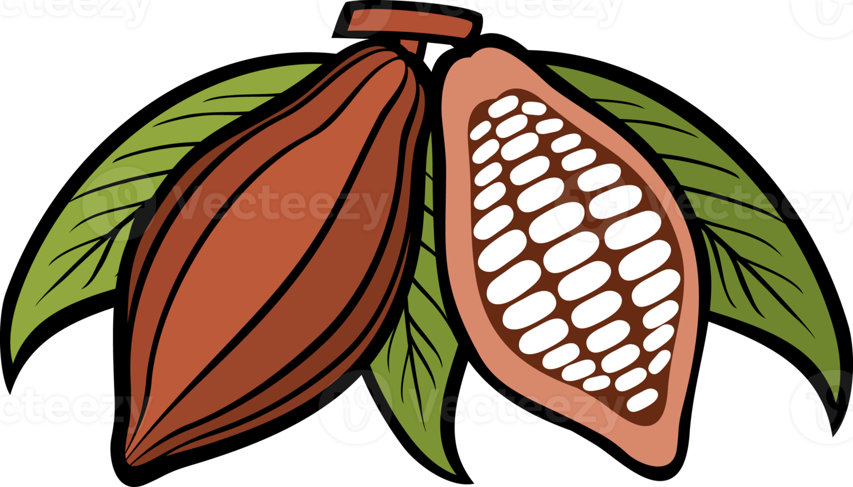 Cacao - cocoa beans png illustration