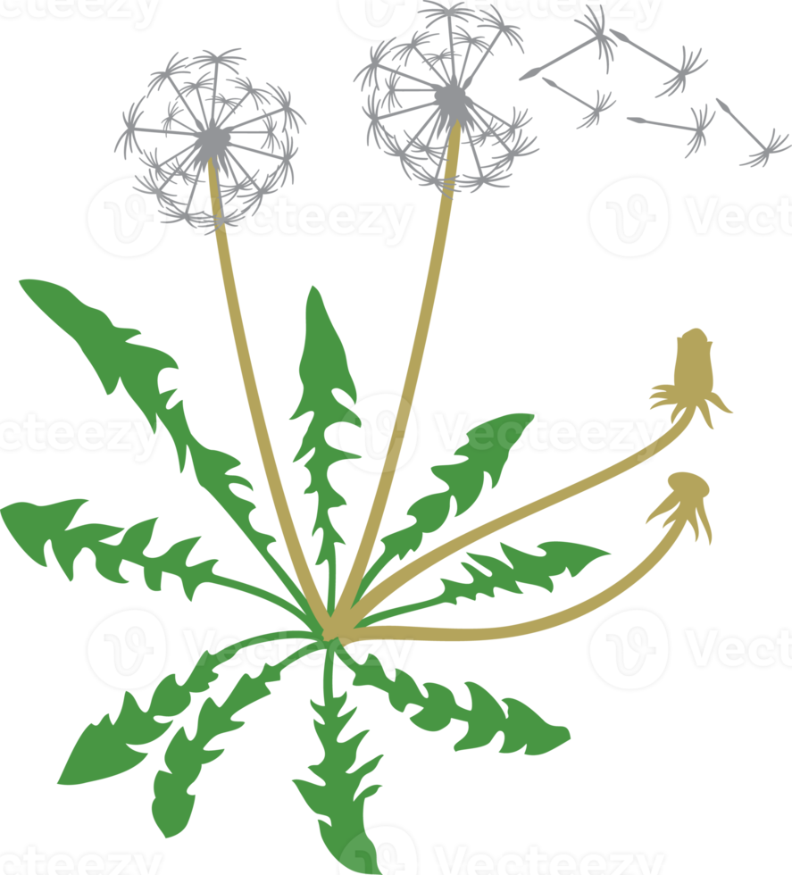 paardebloem plant en zaden png icon