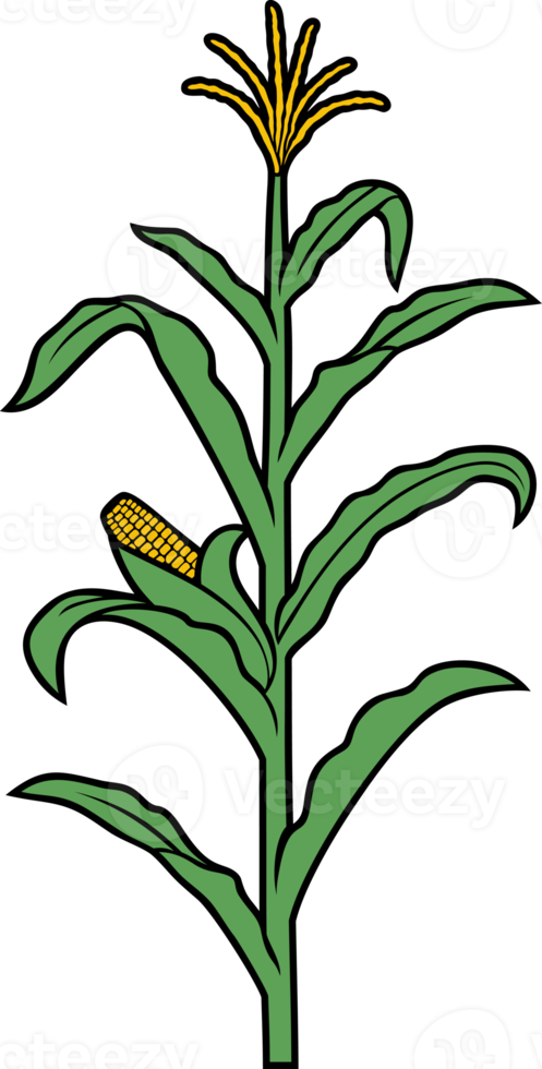 corn stalk png illustration