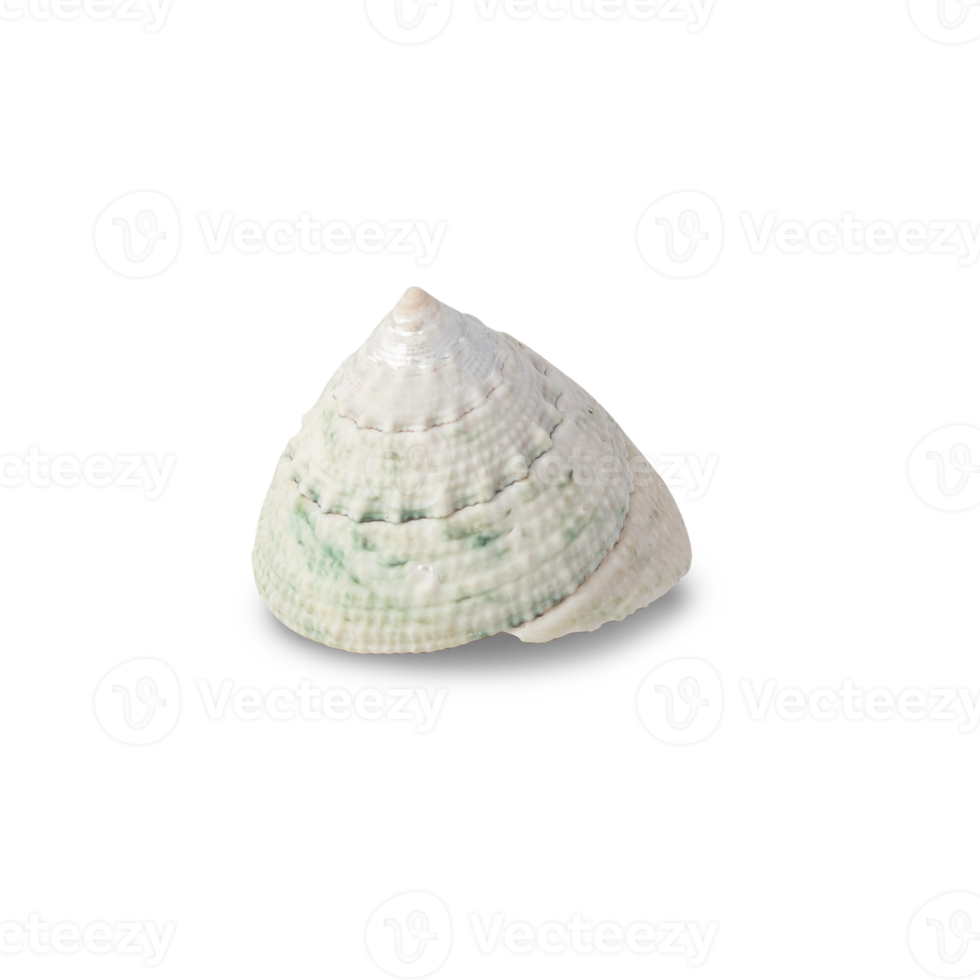 Seashell cutout, Png file