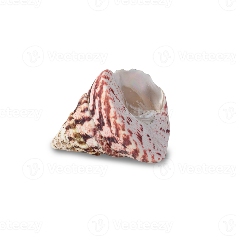 Seashell cutout, Png file