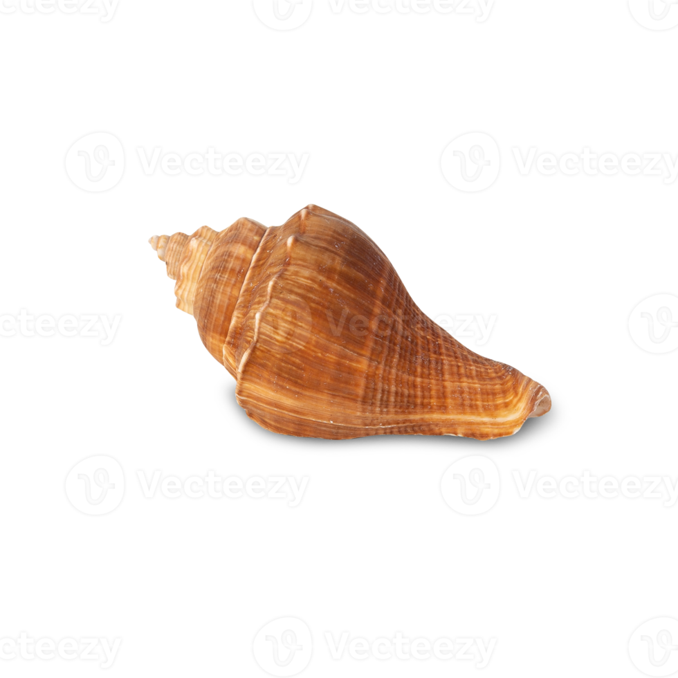 Seashell cutout, Png file
