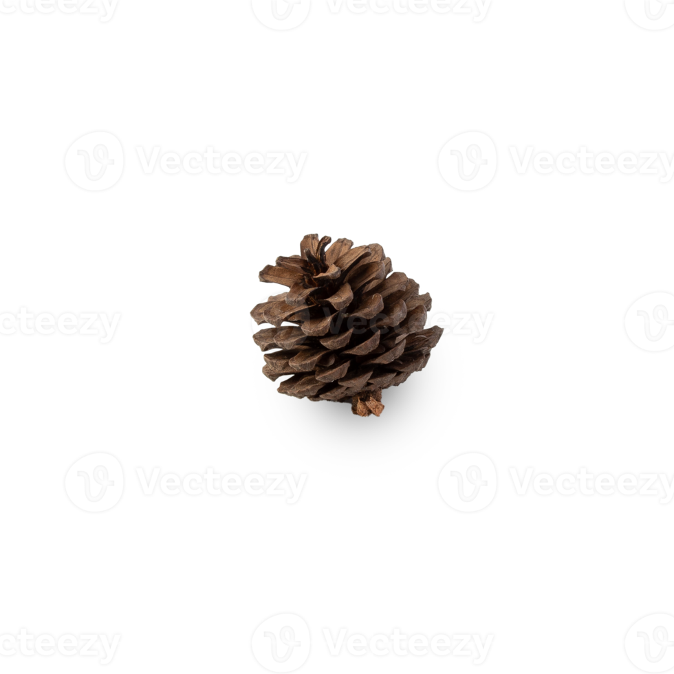 Pine cone cutout, Png file