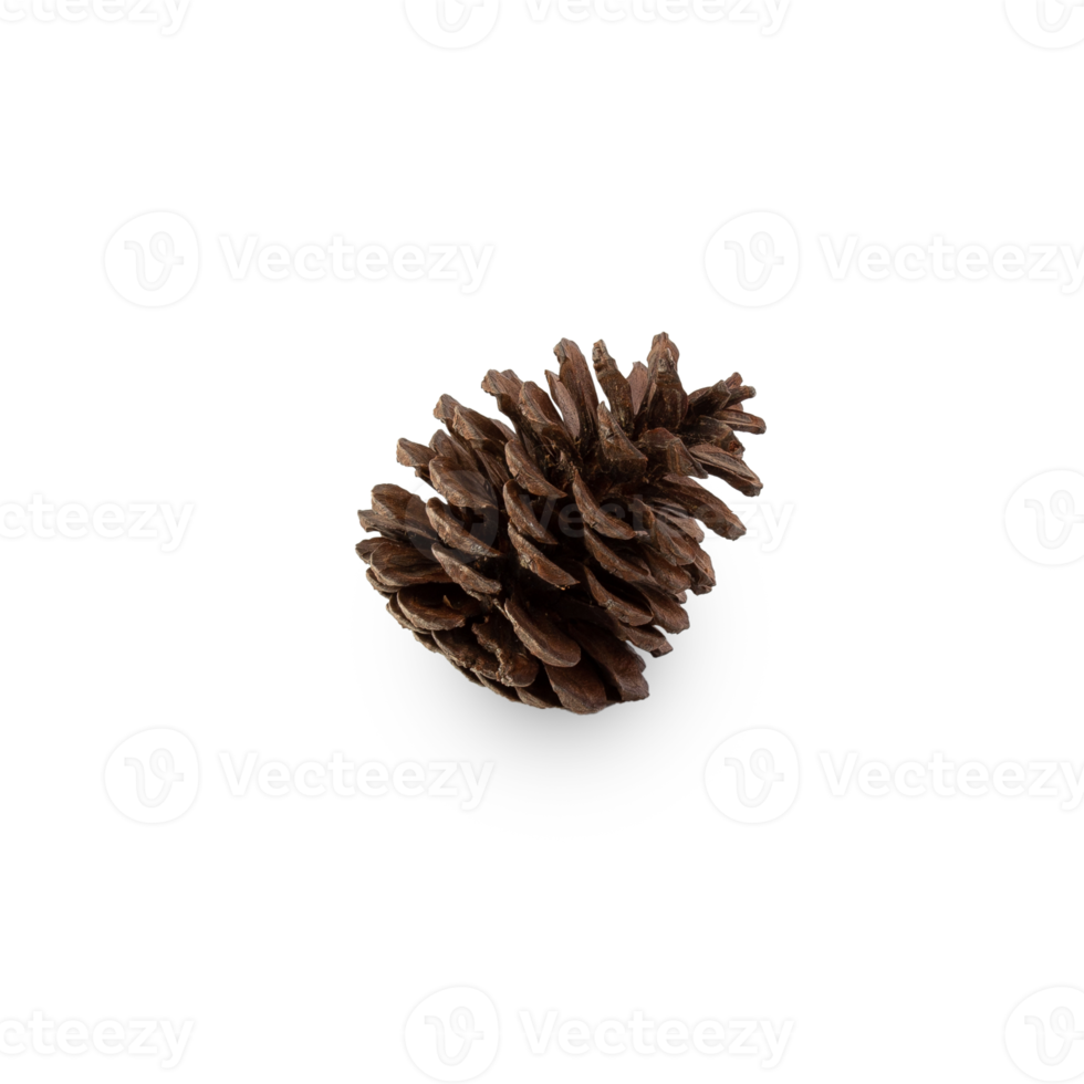 Pine cone cutout, Png file