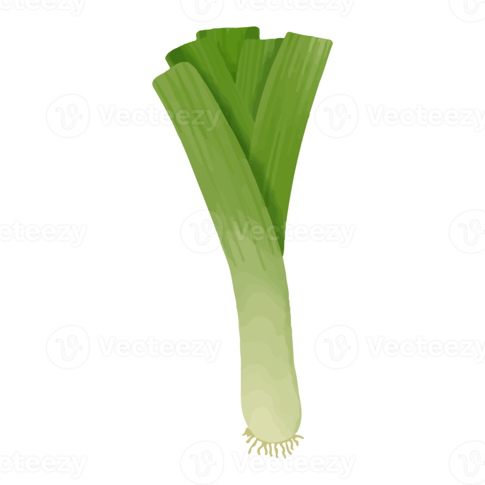 Watercolor Leek, Hand painted vegetables clipart png