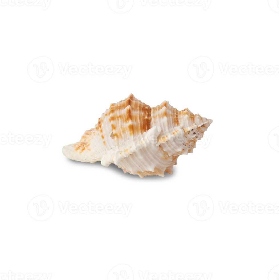 Seashell cutout, Png file