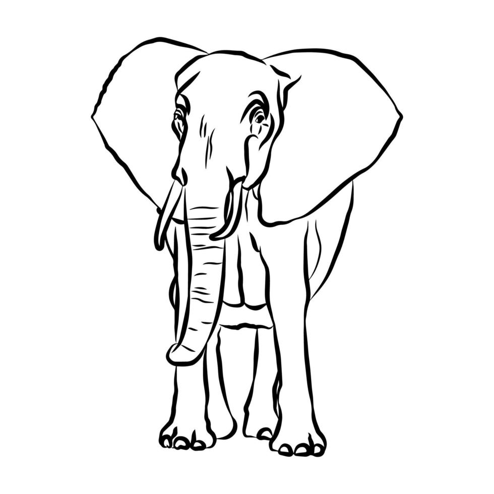 Beautiful elephant stripes vector