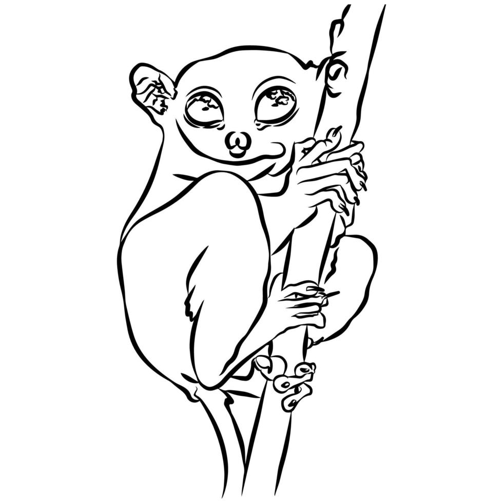 Beautiful tarsier stripes vector