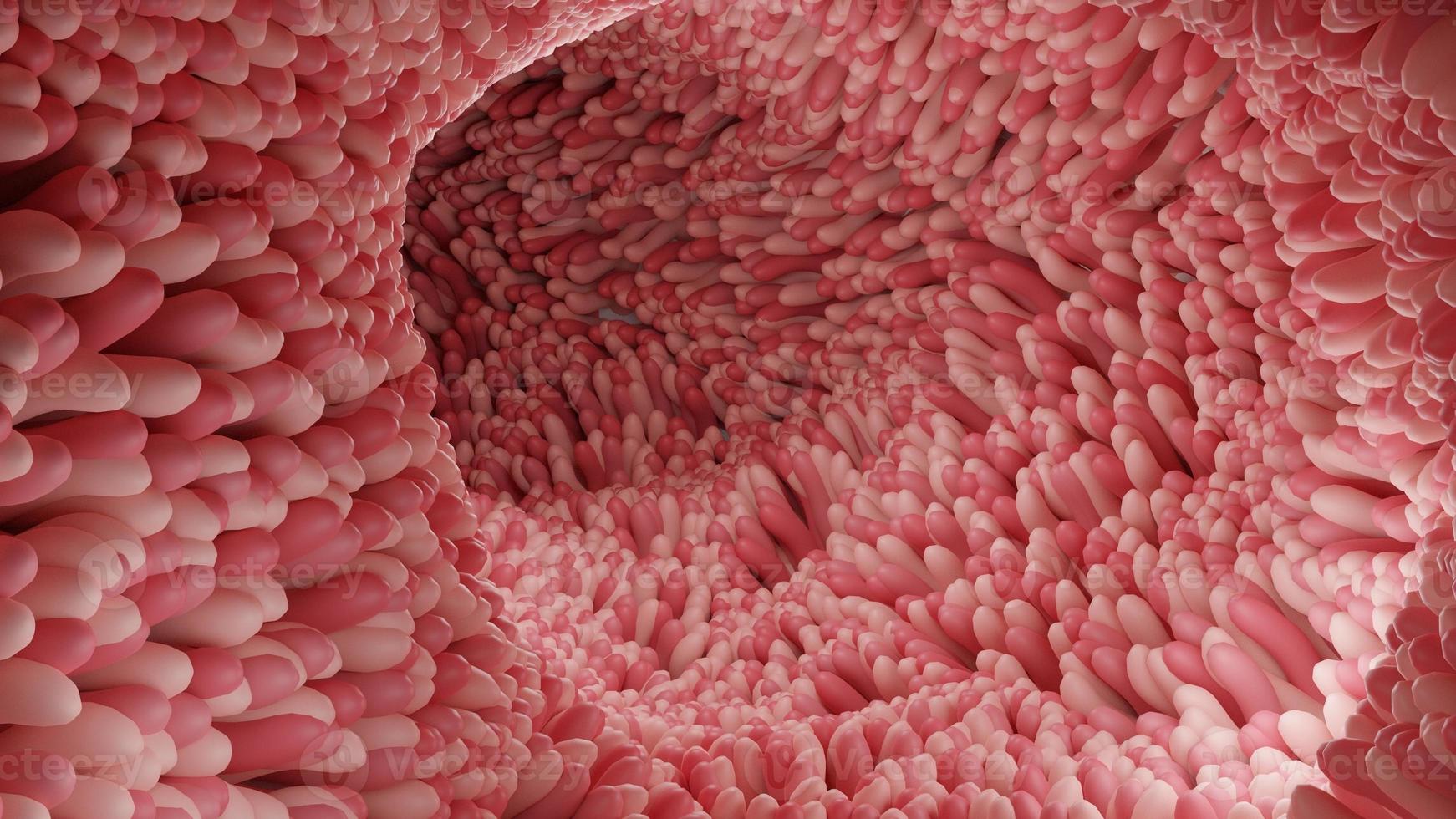 Red microvilli in a intestinal tract.3D Rendering illustration photo