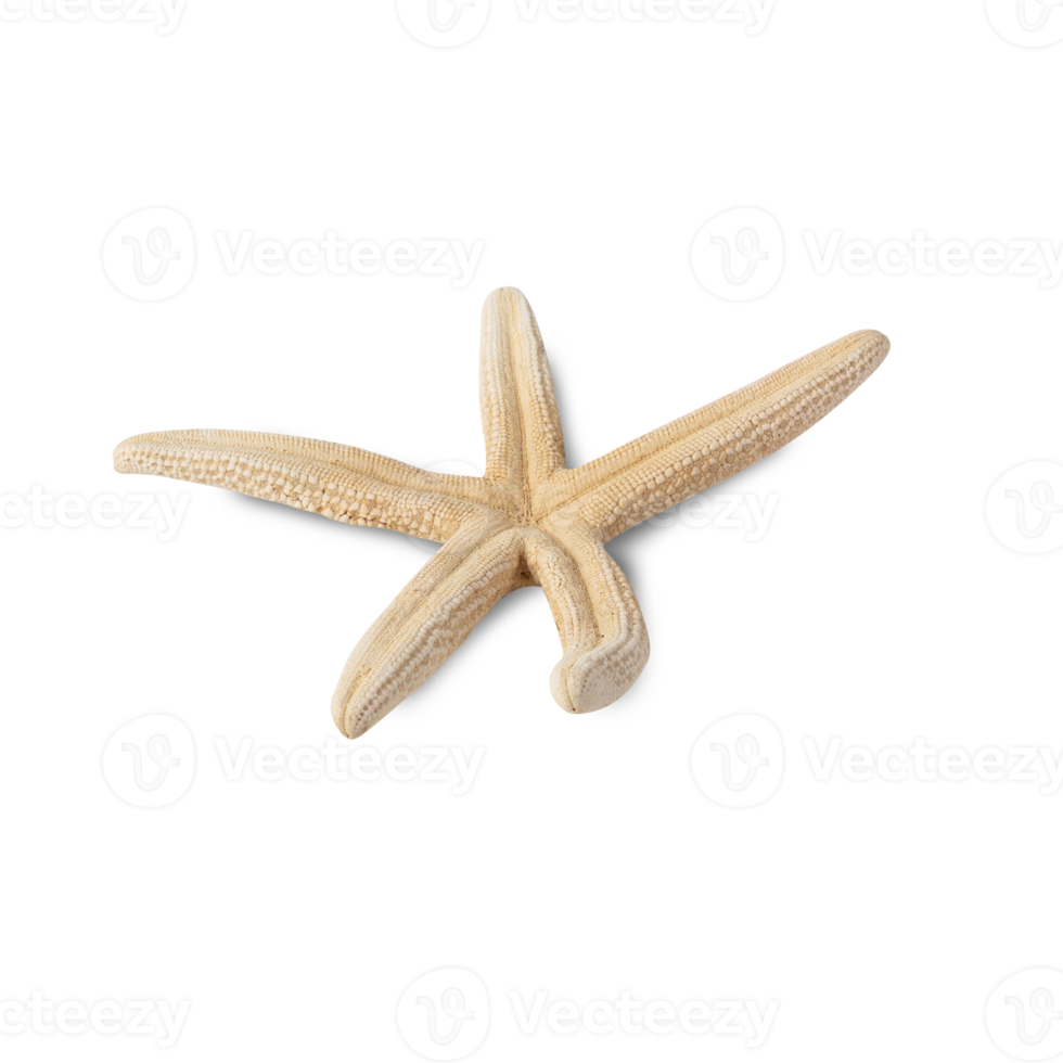 Starfish cutout, Png file