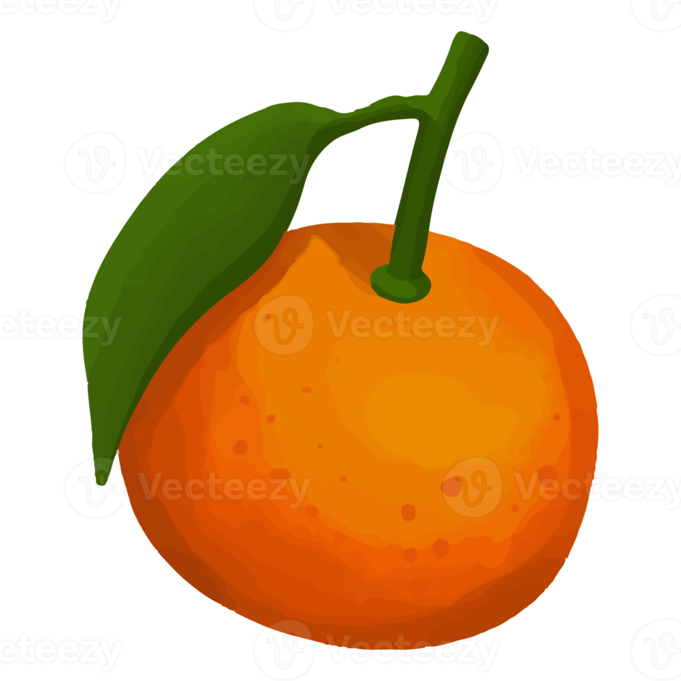 akvarell orange, handmålad frukt clipart png