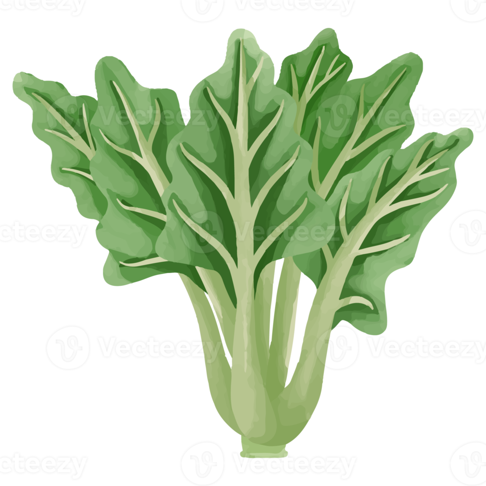 Watercolor Kale, Hand painted vegetables clipart png