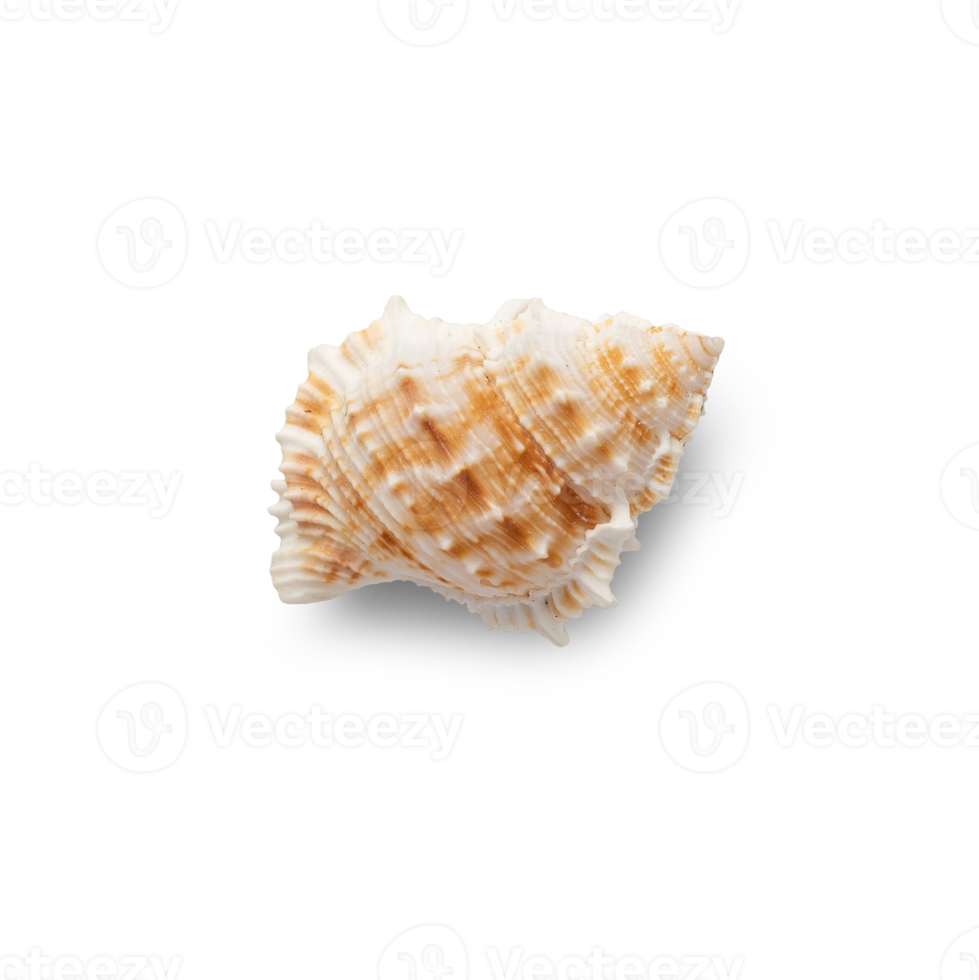 Seashell cutout, Png file