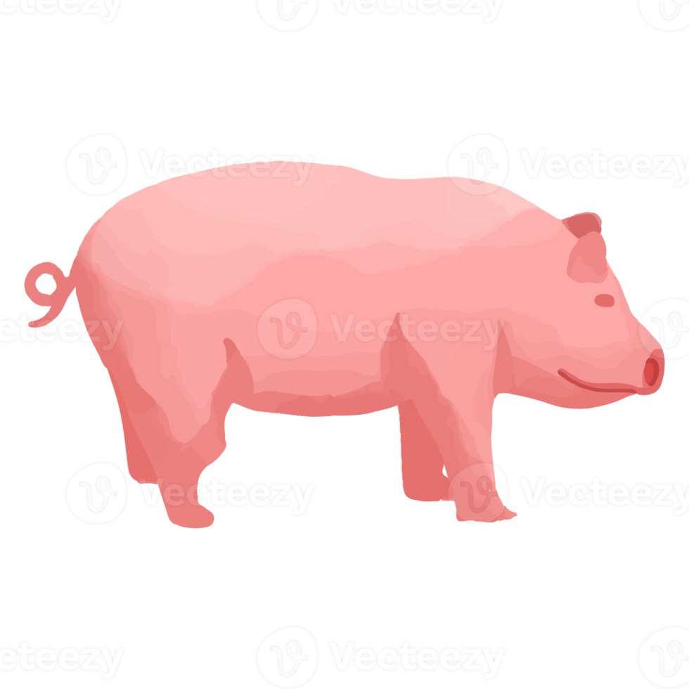 Watercolor Pig, Hand painted farm clipart png