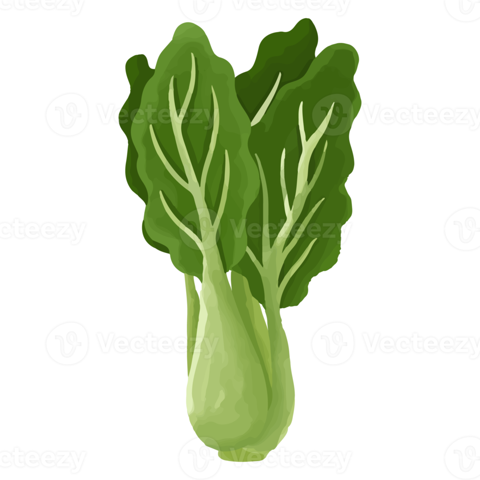 Watercolor Kale, Hand painted vegetables clipart png