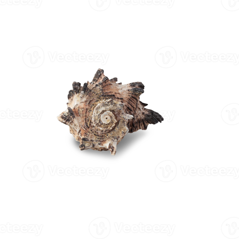 Seashell cutout, Png file