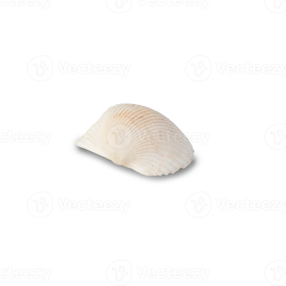 Seashell cutout, Png file
