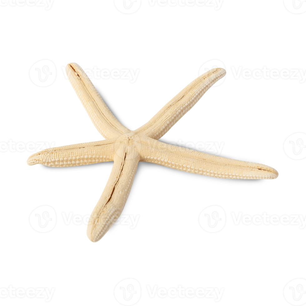 Starfish cutout, Png file