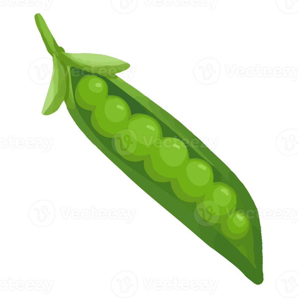 Watercolor Green Beans, Hand painted vegetables clipart png