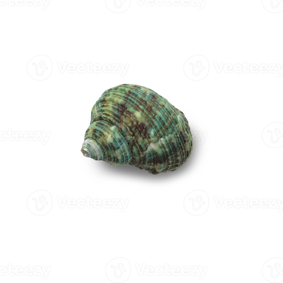 Seashell cutout, Png file
