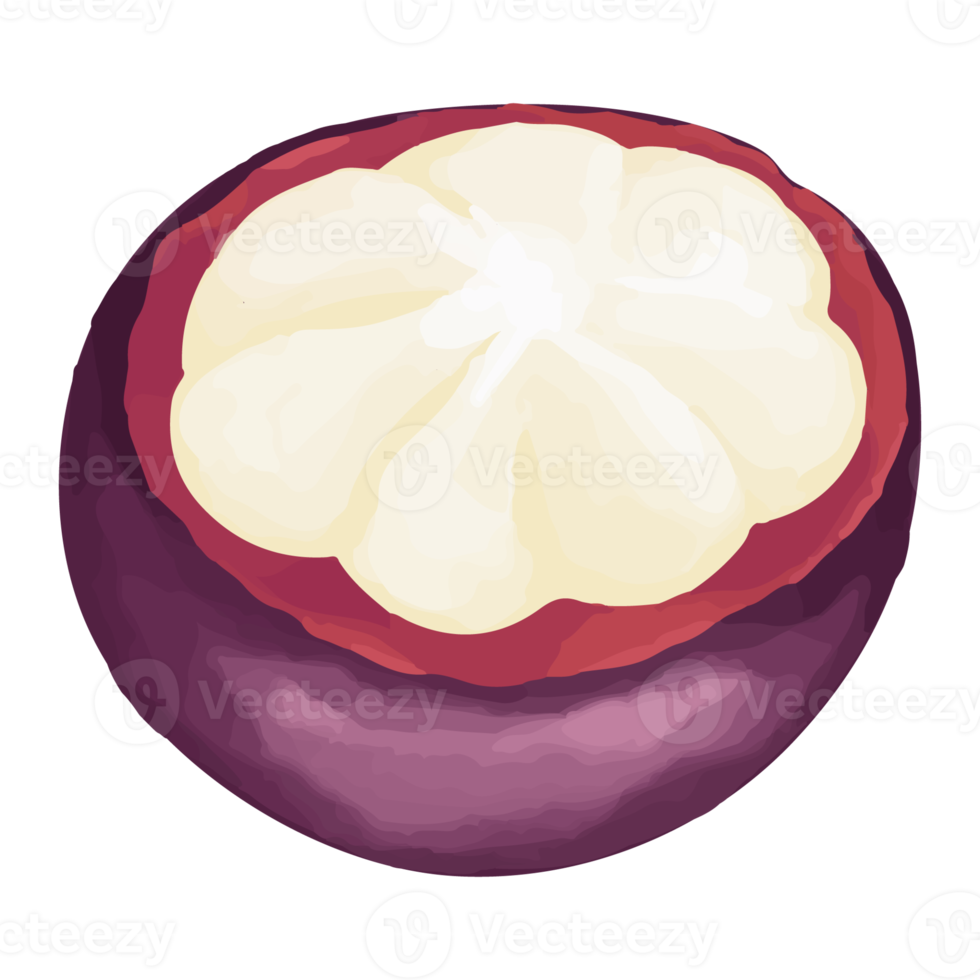 Watercolor Mangosteen, Hand painted fruit clipart png