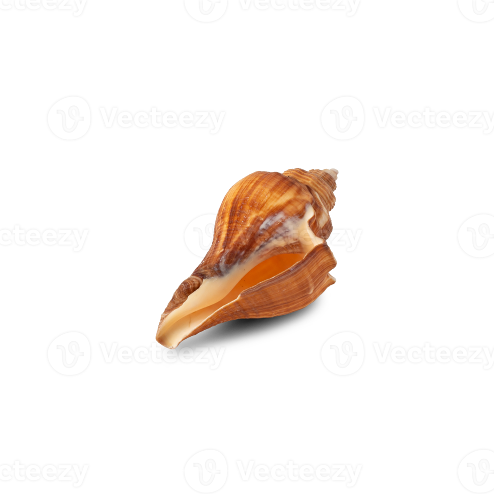 Seashell cutout, Png file