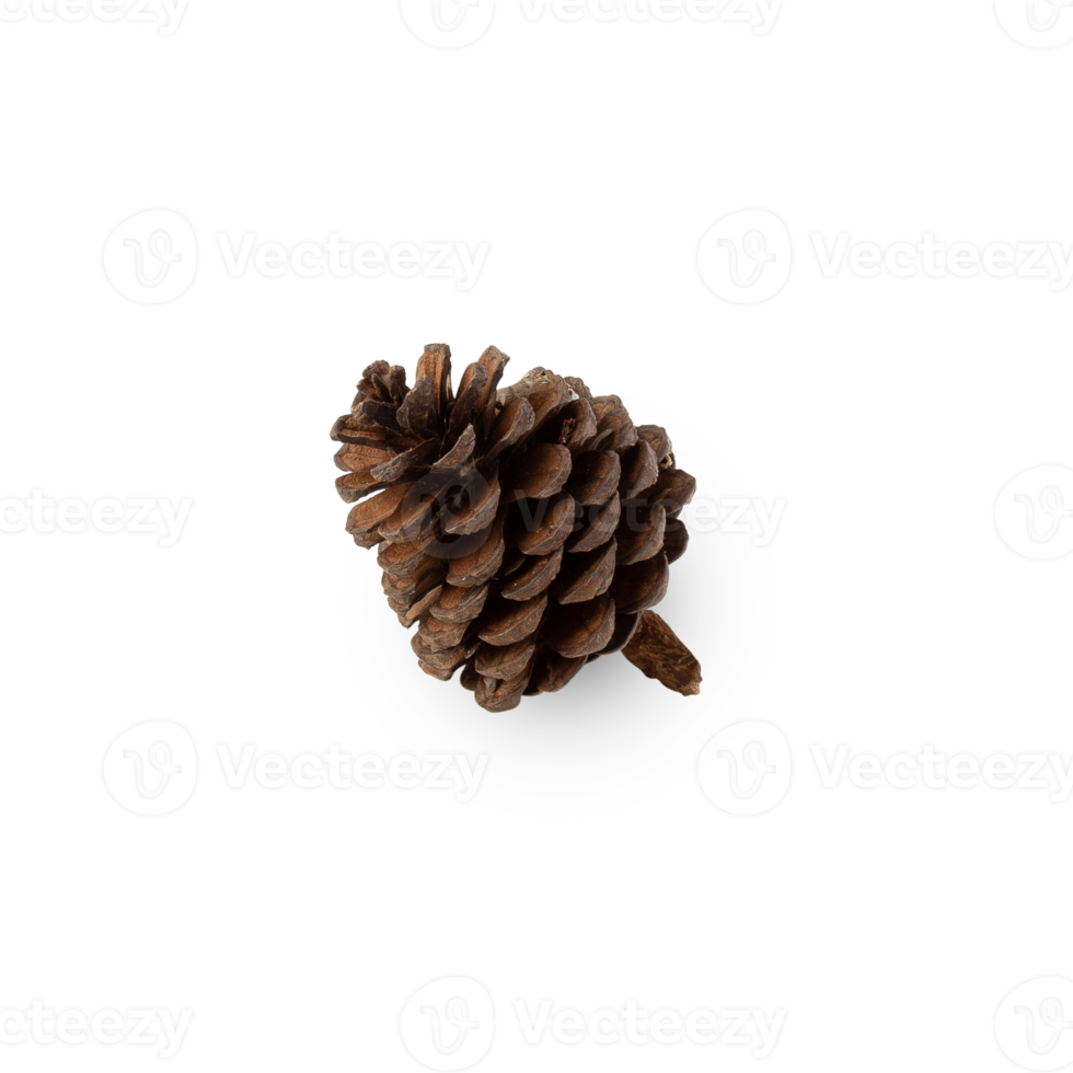 Pine cone cutout, Png file