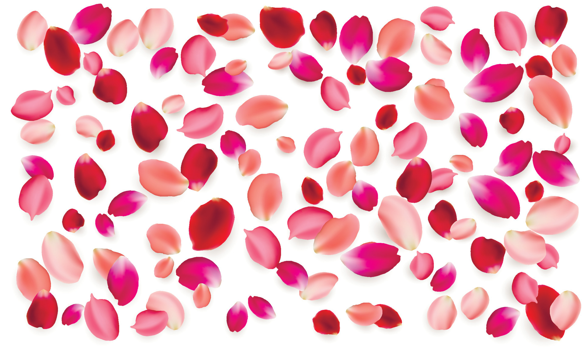 Realistic vector elements set of rose petals. Red and pink petals of