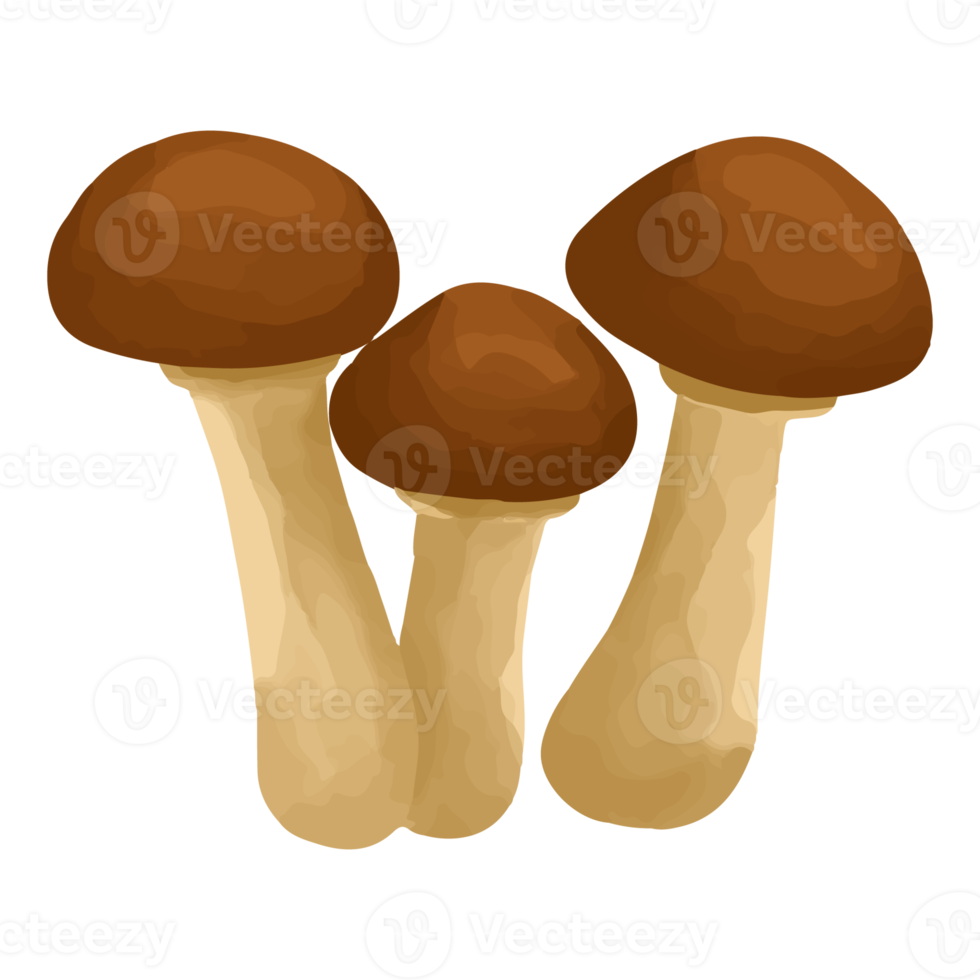 Watercolor Mushroom, Hand painted vegetables clipart png