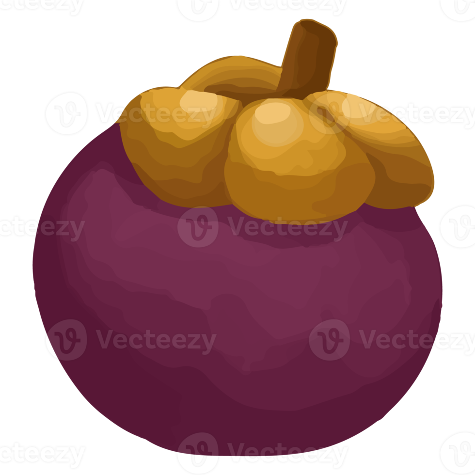 mangoustan aquarelle, clipart de fruits peints à la main png